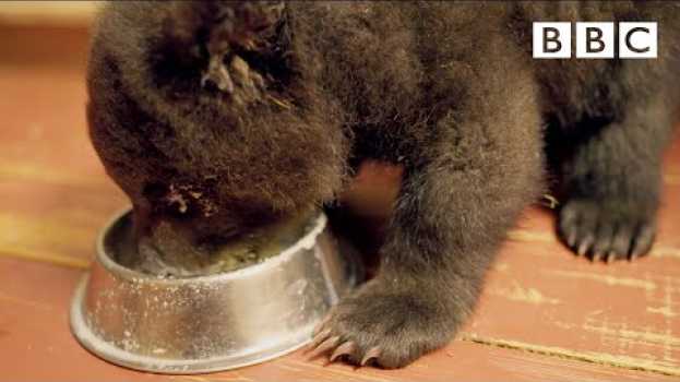 Video Adorable Grizzly Bear cub learns to feed from a bowl | Grizzly Bear Cubs and Me - BBC auf Deutsch