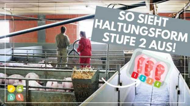 Видео Glori goes Tierwohl | Die Haltungsform hinter dem Fleischlabel | Stufe 2  - Stallhaltung Plus на русском