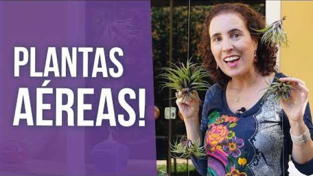 Video FIZ UMA CORTINA DE TILLANDSIAS! | Nô Figueiredo in English