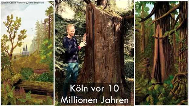 Video Dieser Baumstamm ist 10 Millionen Jahre alt!   Mammutbaum aus der Braunkohle Youtube po polsku