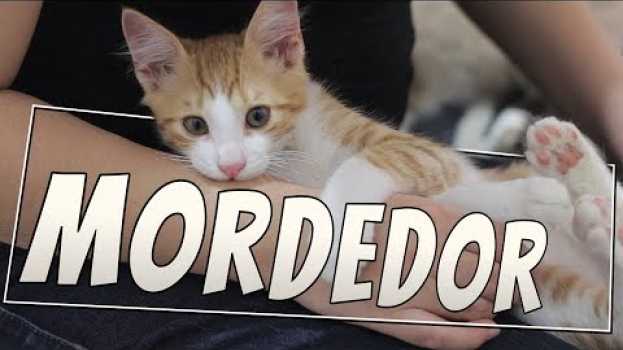 Video Meu filhote me morde o tempo todo! | Comportamento Felino in English