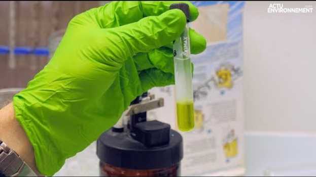 Video Micro-algues : un regain d’intérêt pour le biocarburant su italiano