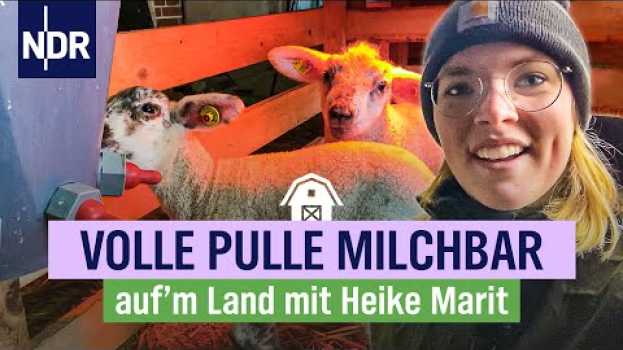Video High Noon auf dem Hof: mehr Milch und noch mehr Lämmer | Folge 6 | NDR auf‘m Land su italiano