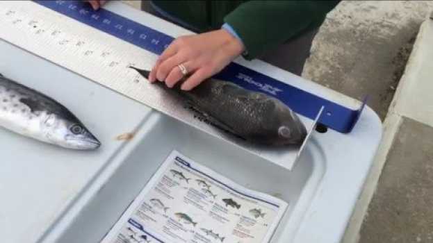 Video How to Measure a Fish   türkçe