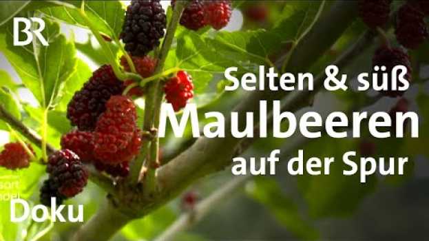 Video Maulbeeren aus Mittelfranken - mit Paul Enghofer | Zwischen Spessart und Karwendel | Doku | BR in English