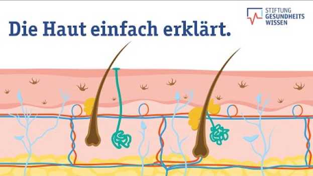 Video Wie funktioniert die Haut? Aufbau des größten Organs | Wissen ist gesund en français