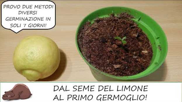Video Come seminare un limone partendo dai semi (1 di 2) in English