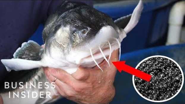 Video Inside America's Only Beluga Caviar Farm auf Deutsch