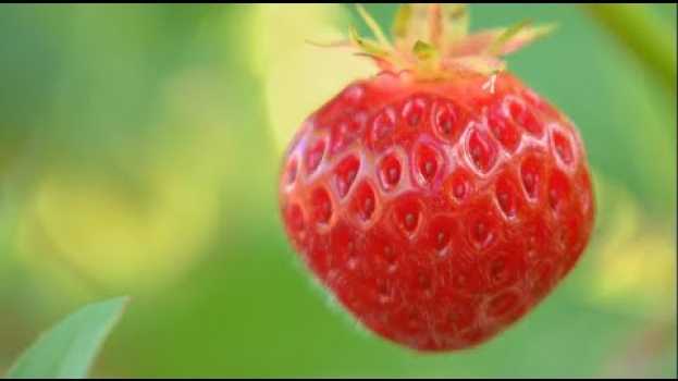 Video La semaine verte | Fraises contaminées aux pesticides em português
