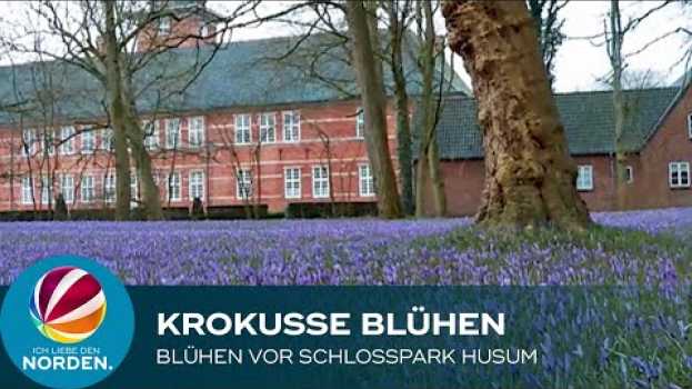 Video Drei Wochen früher: Krokusse in Husum blühen schon   türkçe