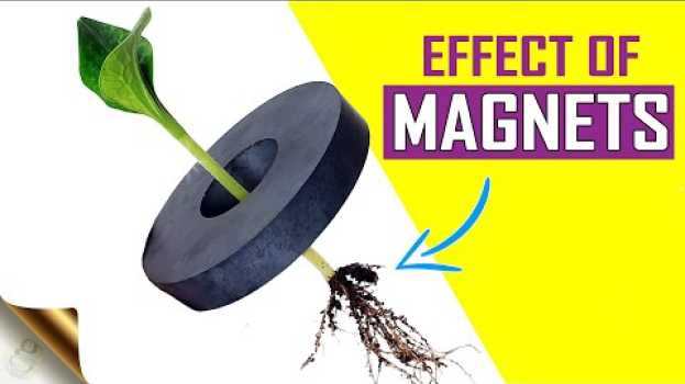 Video SEE WHAT HAPPENS TO PLANTS WHEN YOU PLACE A MAGNET IN A POT? | DIY GARDENING EXPERIMENT   türkçe