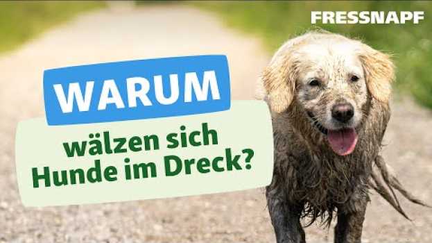 Video Warum wälzen sich Hunde gerne im Dreck?   türkçe