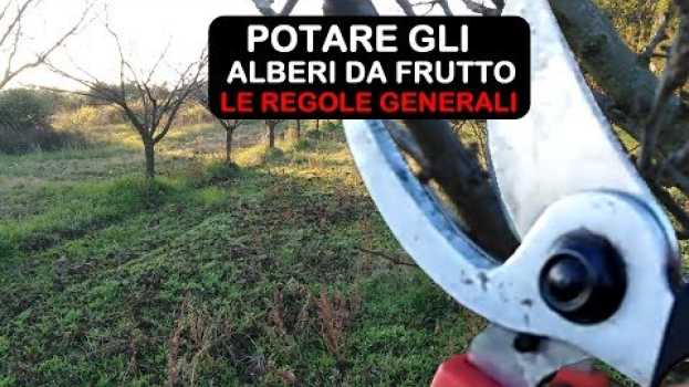 Video POTATURA ALBERI DA FRUTTO, VEDIAMO LE REGOLE GENERALI PER POTARE po polsku