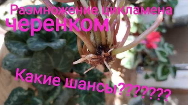 Video Цикламен (Cyclamen) Размножение цикламена черенком. Шансы есть???? en français