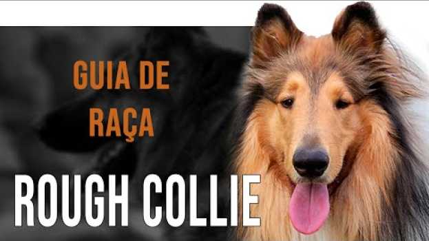 Video ROUGH COLLIE - Tudo sobre a raça su italiano