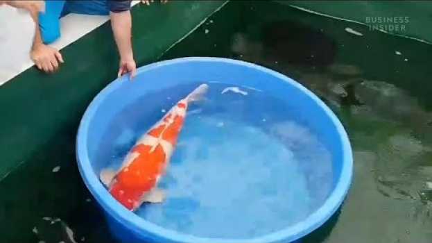 Video Questo pesce domestico vale 1,8 milioni di dollari: perché le carpe koi possono costare così tanto auf Deutsch