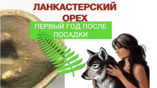Video Ланкастерский орех. Первый год после посадки. en español