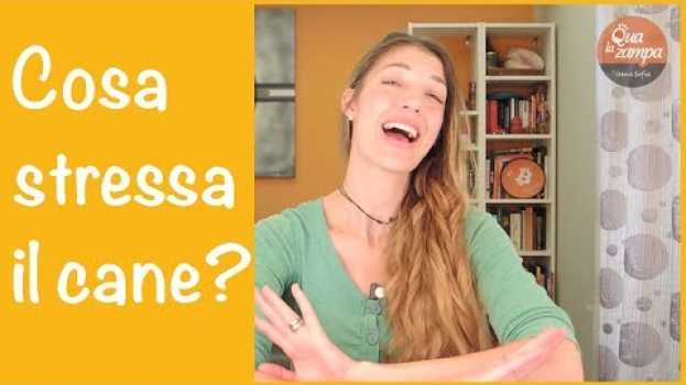 Video 15 cause di stress nel cane | Qua la Zampa em português