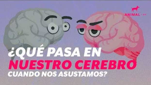Video ¿Qué pasa en nuestro cerebro cuando nos asustamos? em português
