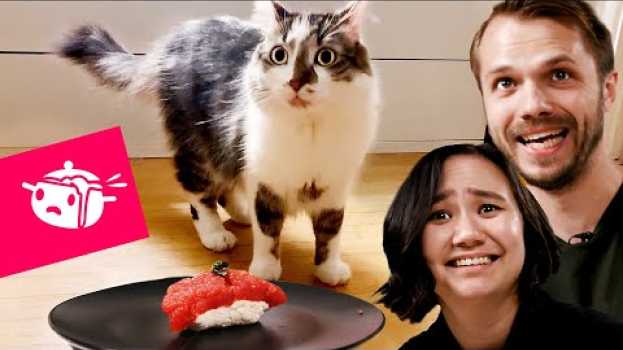 Video We Tried To Make Sushi For Our Cats • Eating Your Feed • Tasty em português