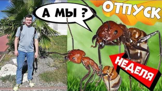 Video Муравьи неделю без присмотра! Живы или нет? И как убраться в муравьиной ферме. em português