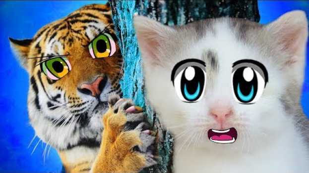 Video КОШКА МУРКА и ТИГРЫ с TIGER KINGDOM ПХУКЕТ! А ну-ка Давай-ка в КОРОЛЕВСТВЕ ТИГРОВ! ОГРОМНЫЕ ПИТОМЦЫ   türkçe