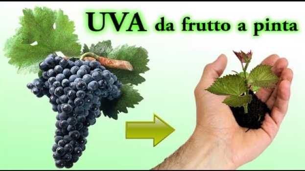 Video UVA fai nascere una piantina dal seme a costo zero, grapers, uvas, raisins auf Deutsch