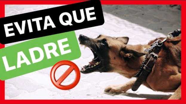 Video ¿Por qué mi PERRO LADRA a OTROS PERROS? 😱 ► SOLUCIÓNALO ✅(FÁCIL Y RÁPIDO)   türkçe