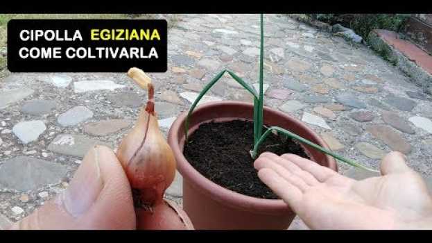Video CIPOLLA EGIZIANA COME COLTIVARLA in English