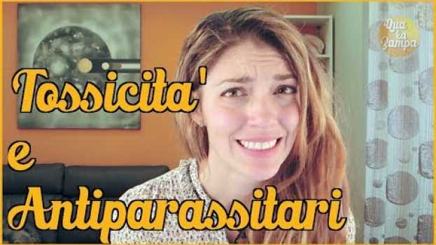 Video La tossicità da contatto degli antiparassitari per cani | Qua la Zampa en français