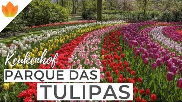Video Keukenhof 2019: veja o Parque das Tulipas da Holanda em primeira mão! | Holandesando su italiano