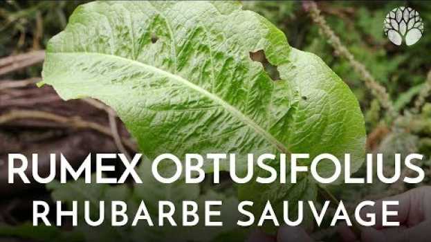 Video Le Rumex peut se manger comme la rhubarbe po polsku