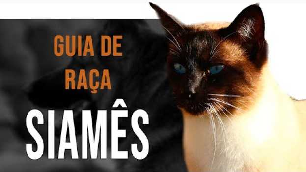 Video SIAMÊS - Tudo sobre a raça in English