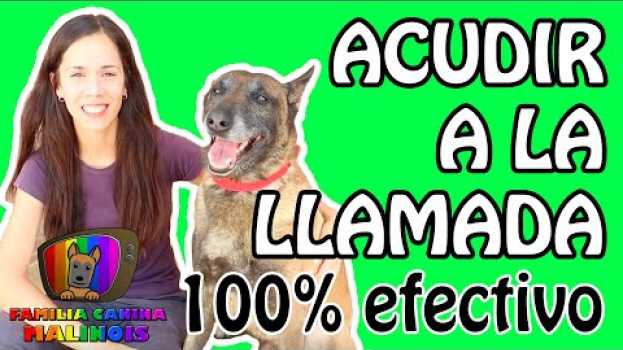 Видео ENSEÑAR a mi perro A VENIR cuando le LLAMO (EFECTIVO y FÁCIL) | Adiestramiento Canino en Obediencia на русском