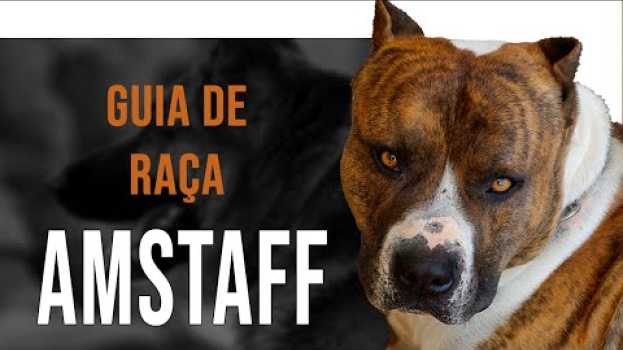 Video AMSTAFF - Tudo sobre a raça su italiano