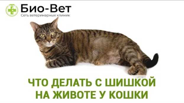 Video Шишка У Кошки На Животе 🙀// Что Делать? // Сеть Ветклиник Био-Вет en español