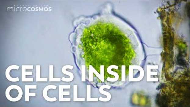 Video Where Did Eukaryotic Cells Come From? - A Journey Into Endosymbiotic Theory em português