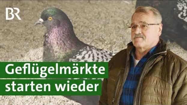 Video Taubenzucht: Geflügelmärkte und Wettbewerbe starten wieder | Tauben Doku | Unser Land | BR po polsku