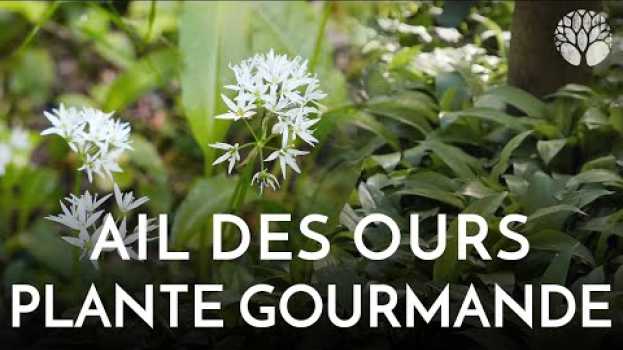 Video Ail des ours : une plante gourmande   türkçe