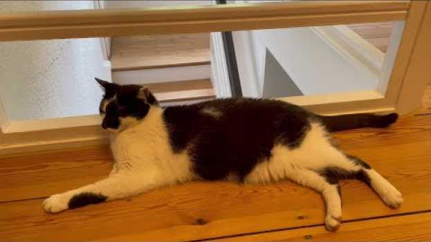 Video Millie will video: It's not easy being a cat! en français