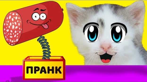 Video ЛЕТНИЕ ПРАНКИ НАД КОТАМИ! НОВЫЕ ПРИКОЛЫ для пары КОТ  и КОШЕЧКА! 3 смешных пранков над друзьями en français