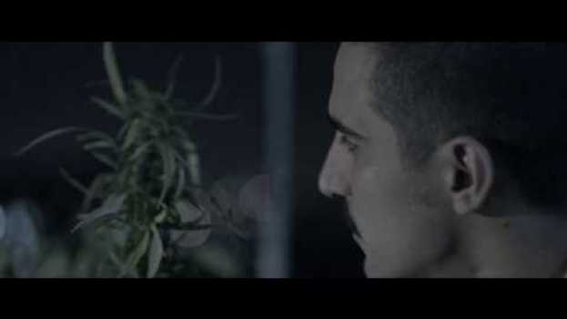 Video Maconha, Planet Hemp e os bastidores Legalize Já - Amizade Nunca Morre en español