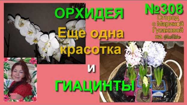 Video ОРХИДЕИ у меня новая красотка. О том, как мы их подвесили. ГИАЦИНТЫ зимнего цветения. en français