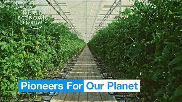 Video Farmers in the Netherlands are growing more food using less resources | Pioneers for Our Planet auf Deutsch