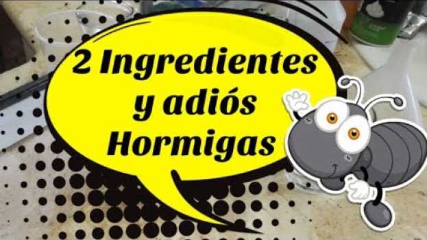 Video 🐜Elimina las Hormigas para SIEMPRE |Remedio Casero🐜#adaespinosa#amodomio#hormigas#remediocasero po polsku