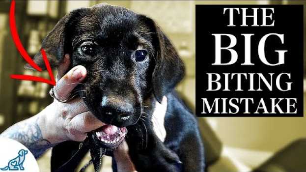 Video The BIGGEST Mistake People Make With A Puppy Biting Problem en español