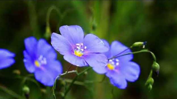 Video Nature Is Speaking – Lupita Nyong'o is Flower | Conservation International (CI) em Portuguese