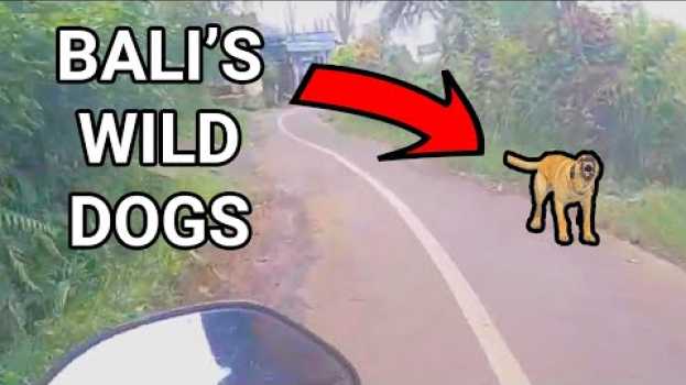 Video Chased By Aggressive Strays In Bali - These Dogs Were Coming After Us! em português
