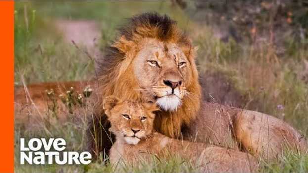 Video Baby Lions Meet Dad For The First Time | Love Nature po polsku