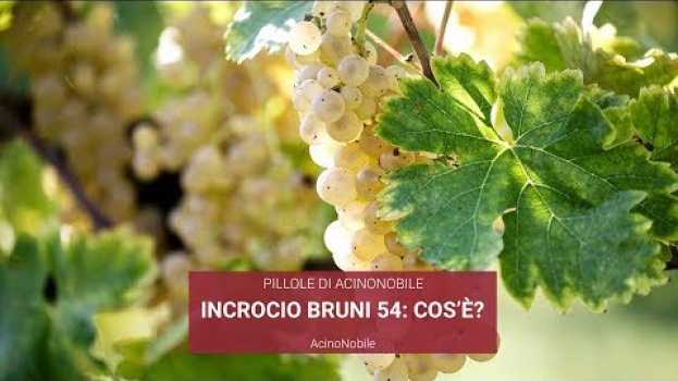Video Incrocio tra Verdicchio e Sauvignon: Incrocio Bruni 54 en français